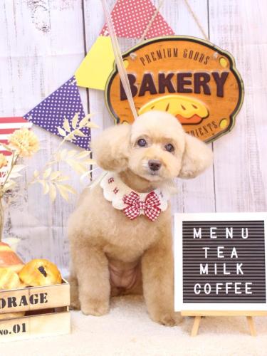 20240912モンチちゃん